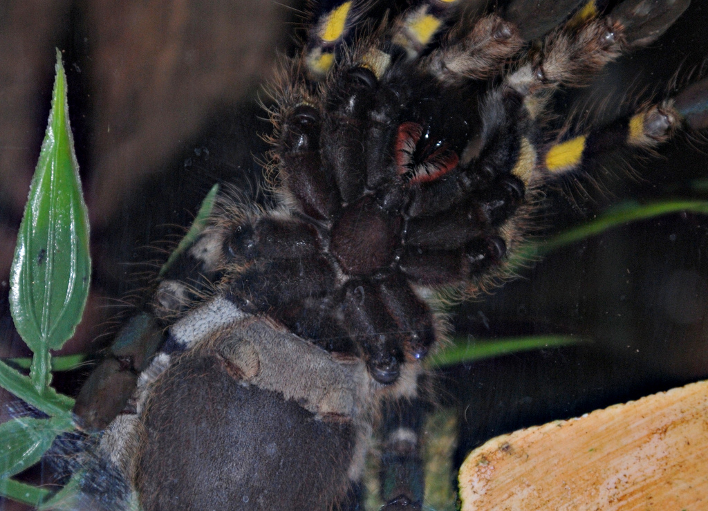 P. regalis