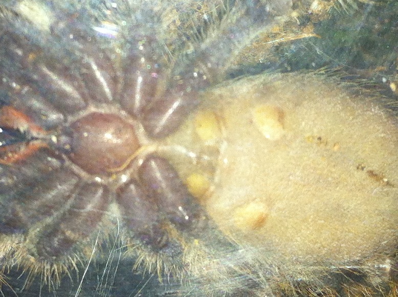 P. Regalis