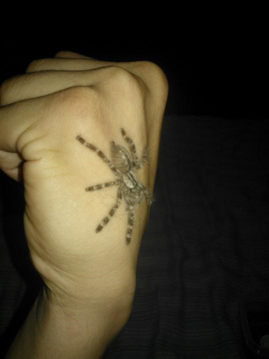 P. regalis