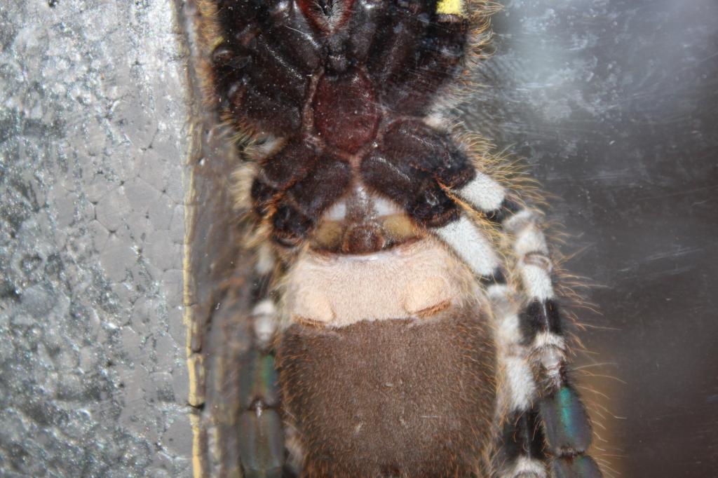 P. Regalis