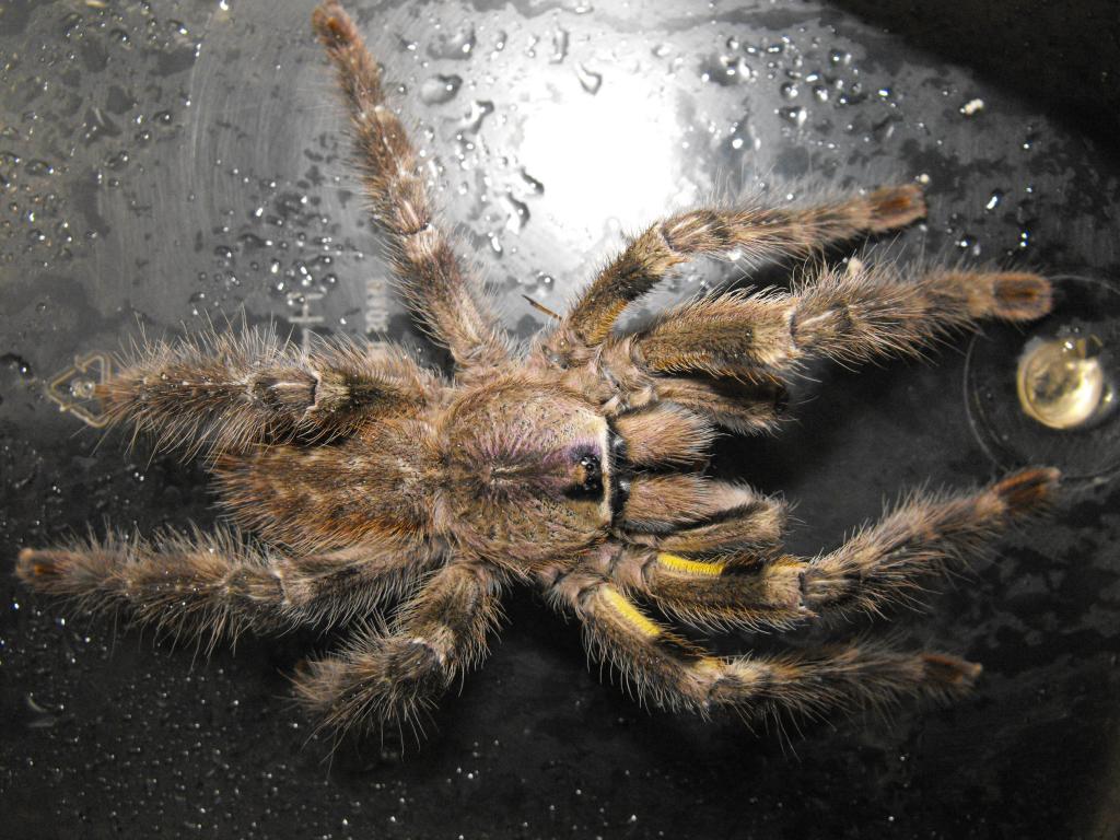 P. Regalis?