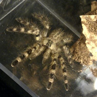 P. regalis