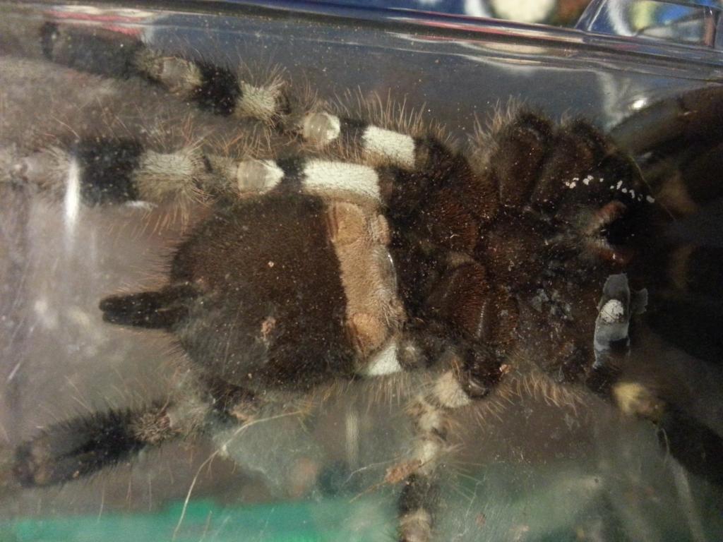 P. Regalis