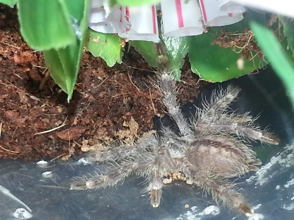 P. regalis