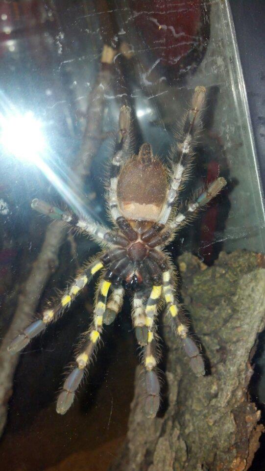 P. regalis