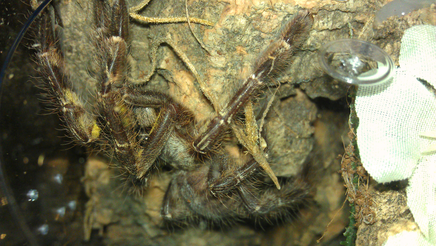 P. Regalis