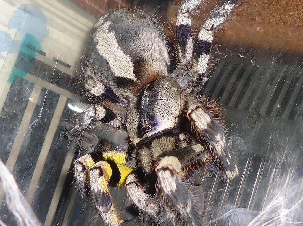 p,regalis