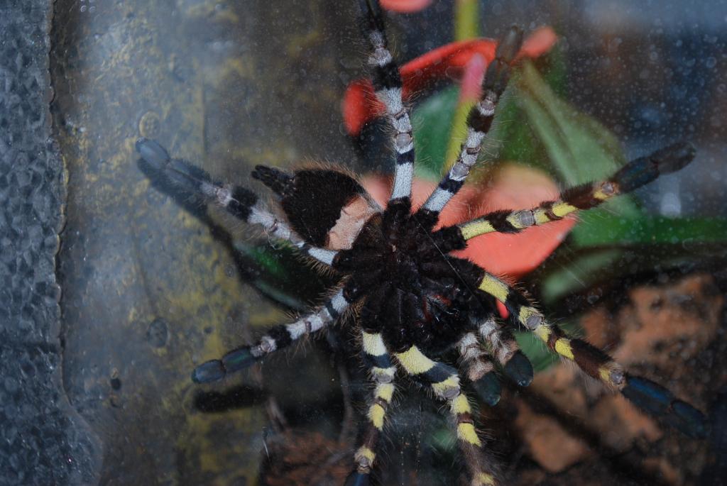 P. regalis