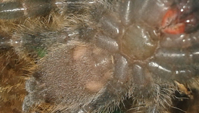 P.regalis