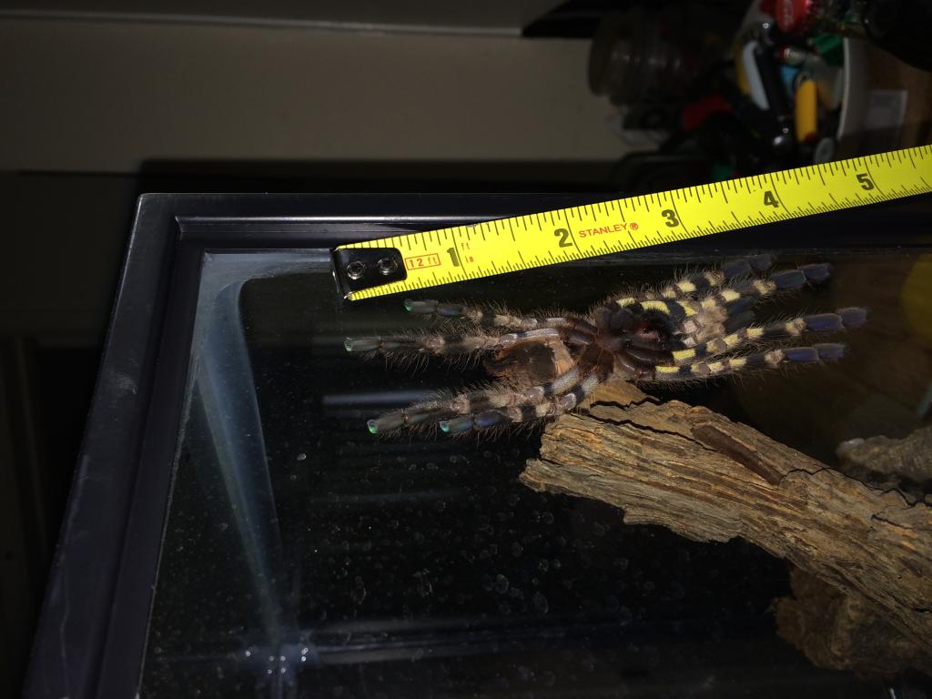 P.regalis