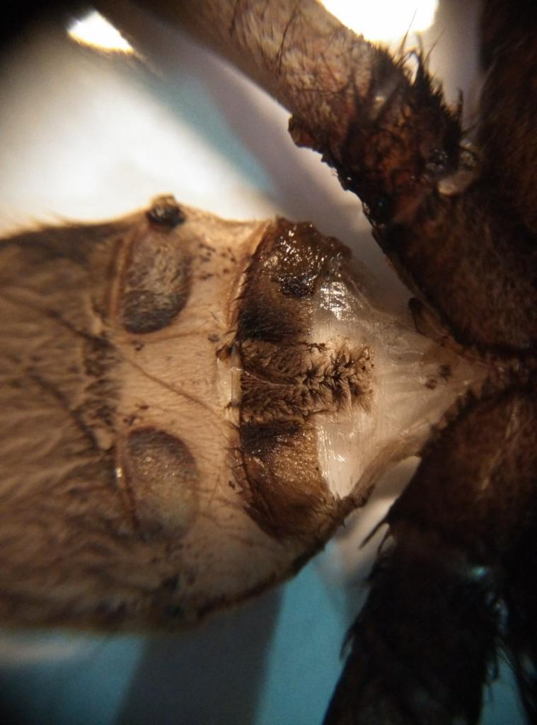 P Regalis
