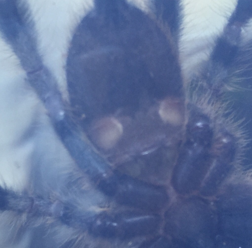 P. regalis