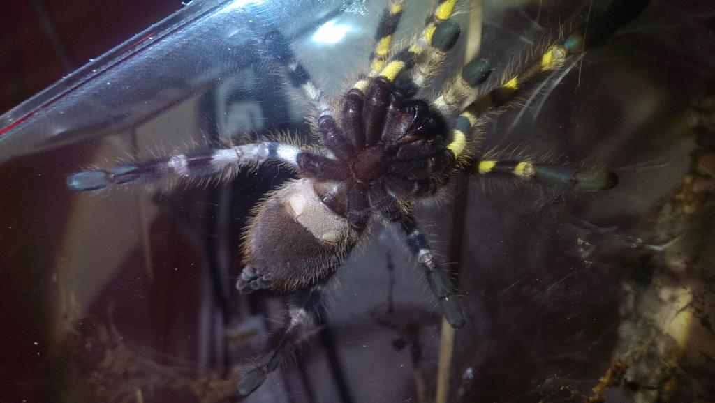 P. regalis