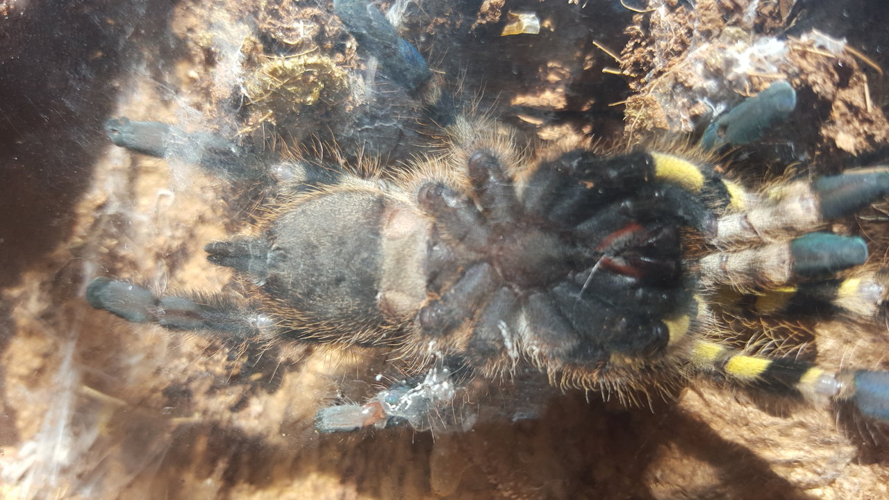 P. Regalis