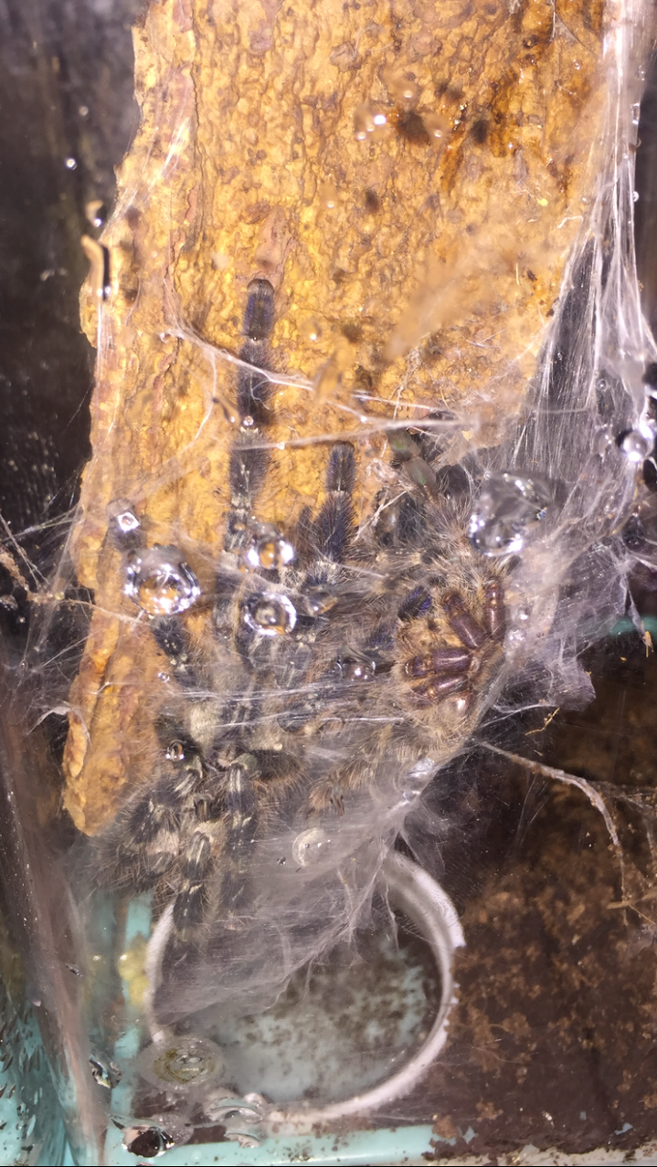 P. Regalis