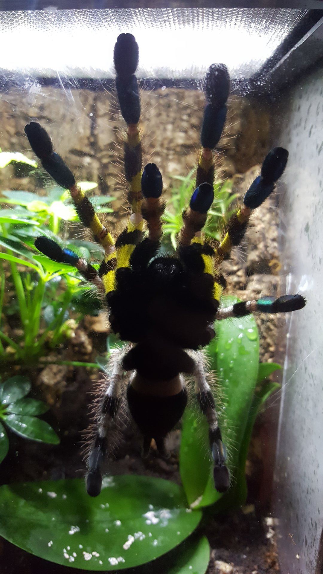 P. Regalis