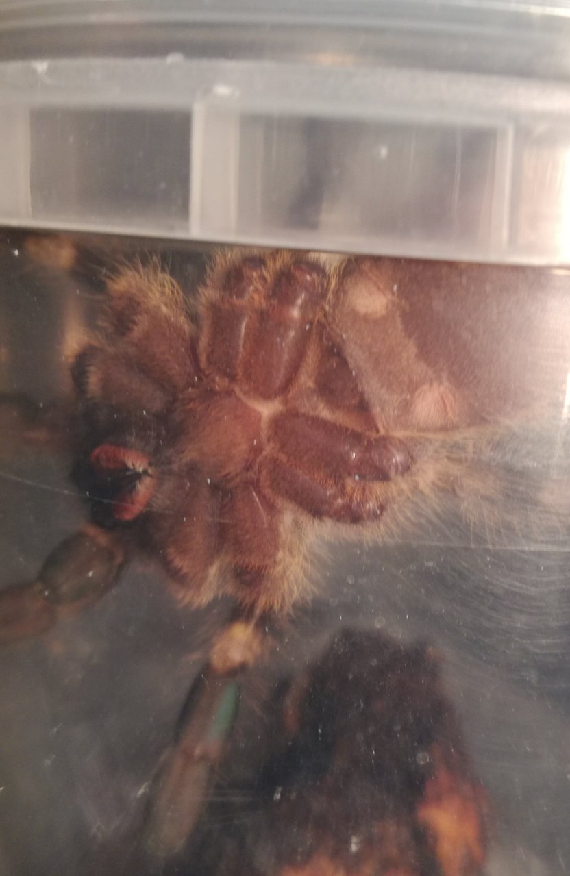 P.regalis