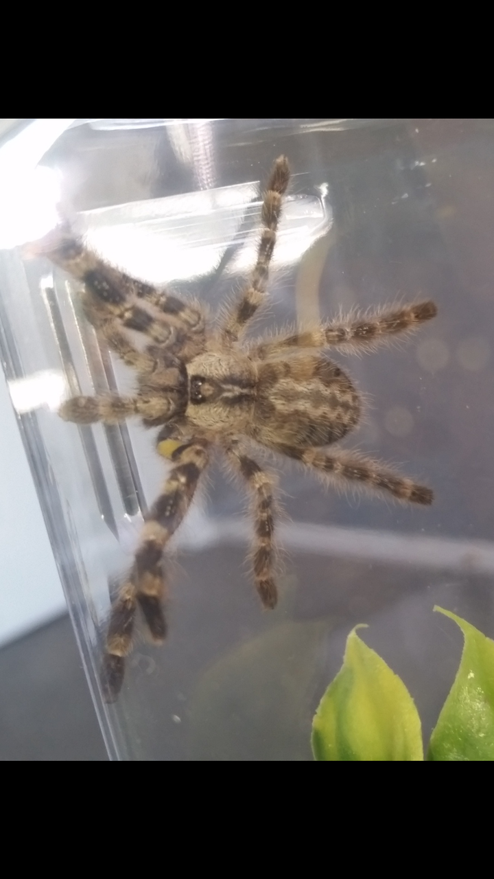 P. Regalis