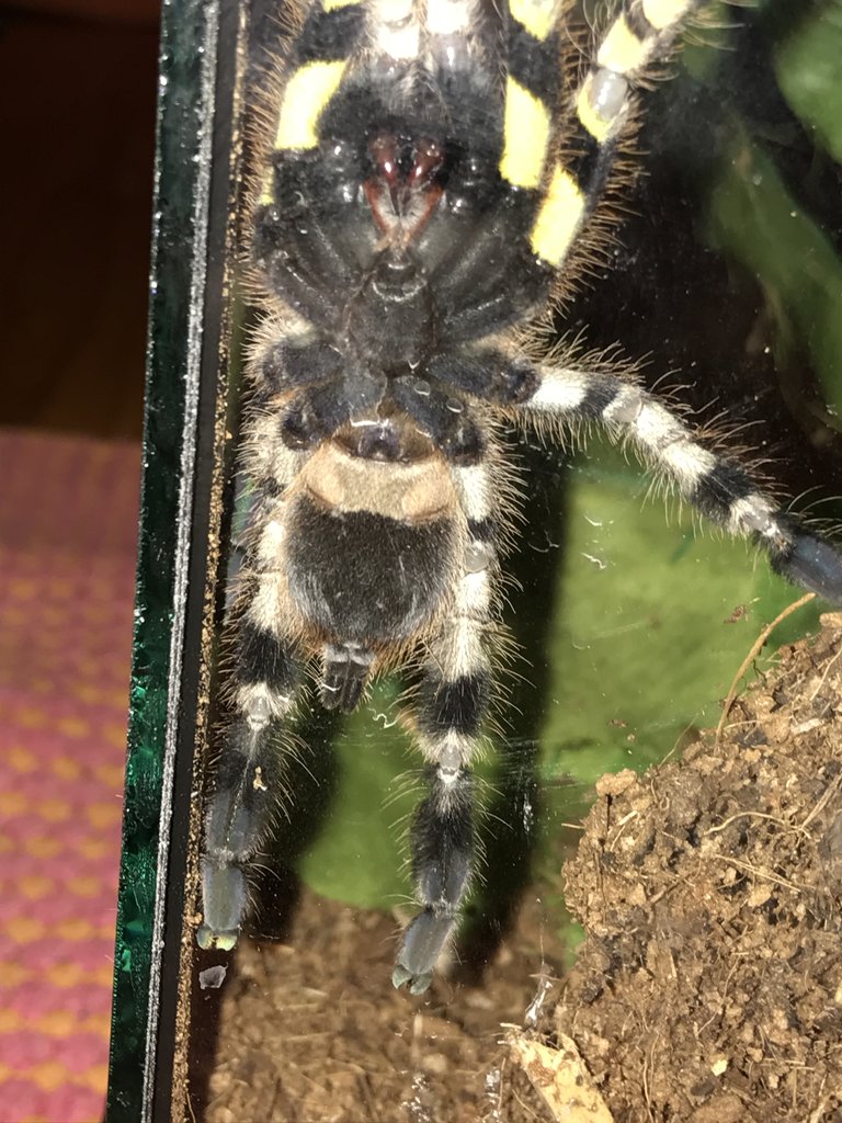 P.Regalis