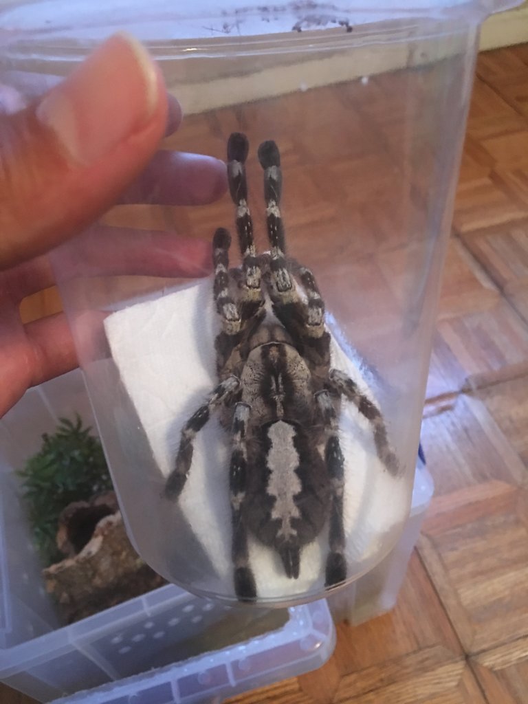 P. regalis