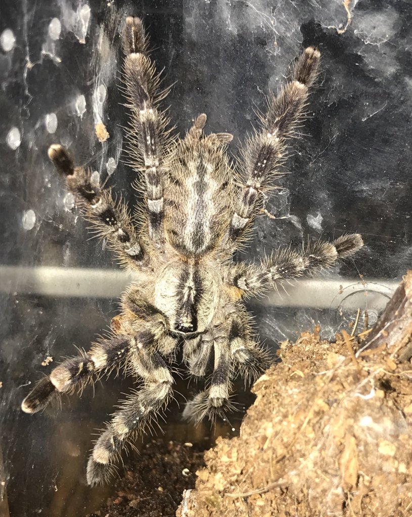 P. regalis