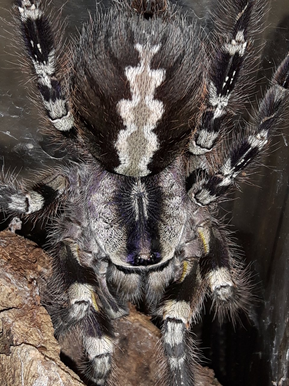 P.regalis