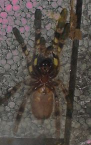 p. Regalis