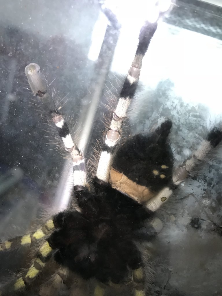 P. regalis