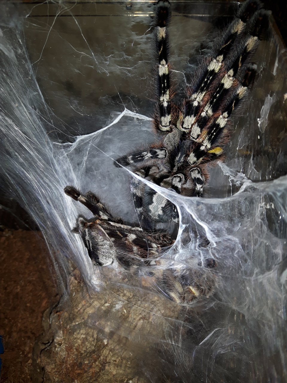 P.regalis