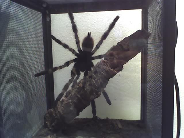 p. regalis