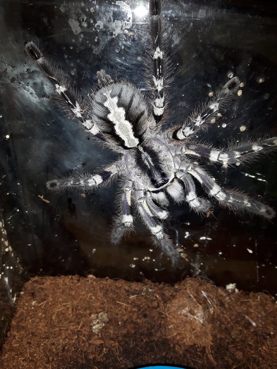 P.regalis