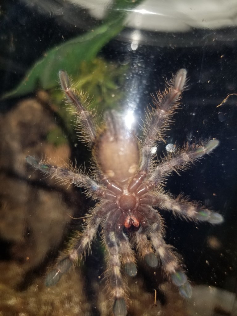 P. Regalis