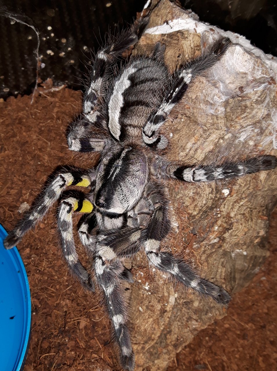 P.regalis