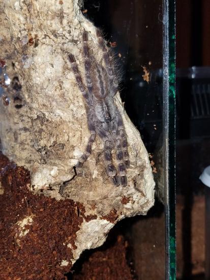 P.Regalis