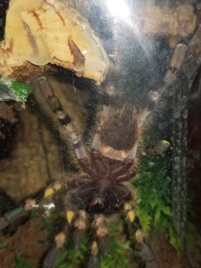 P. Regalis