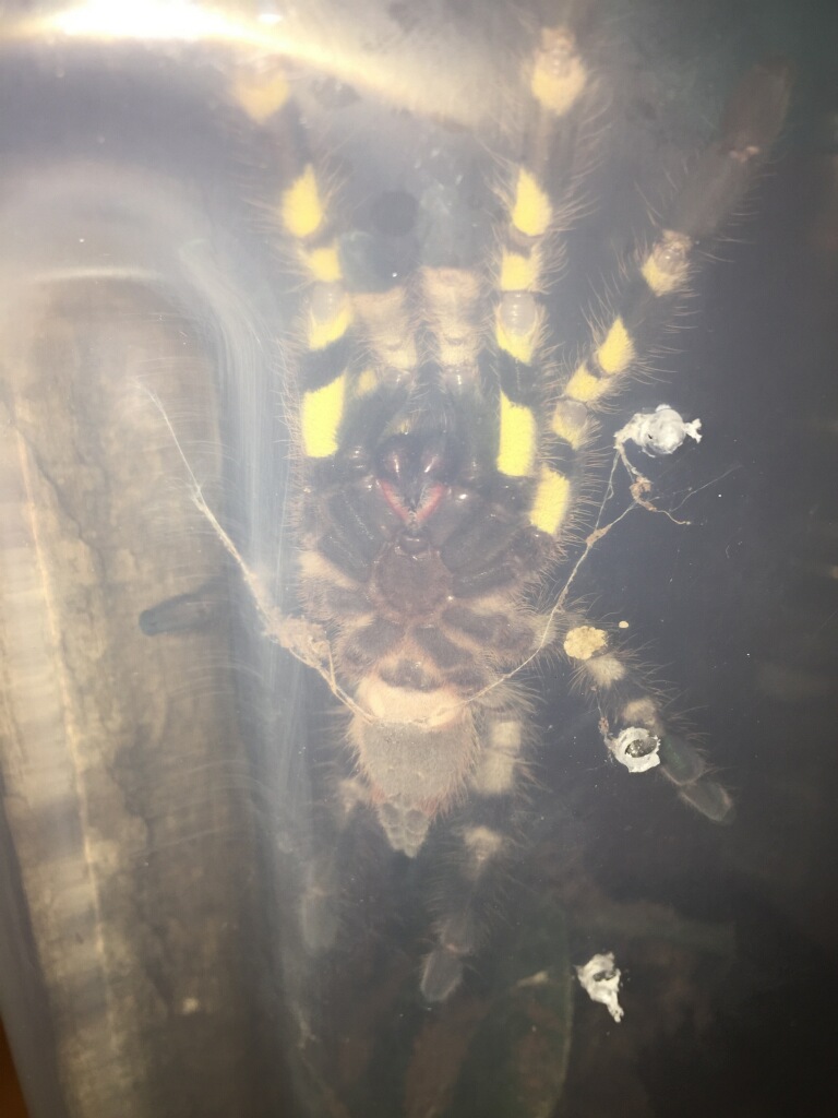 P.regalis