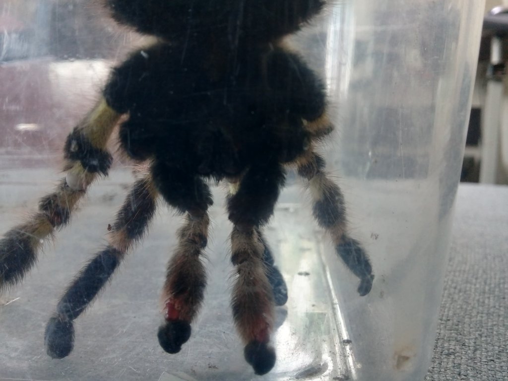 P. Regalis