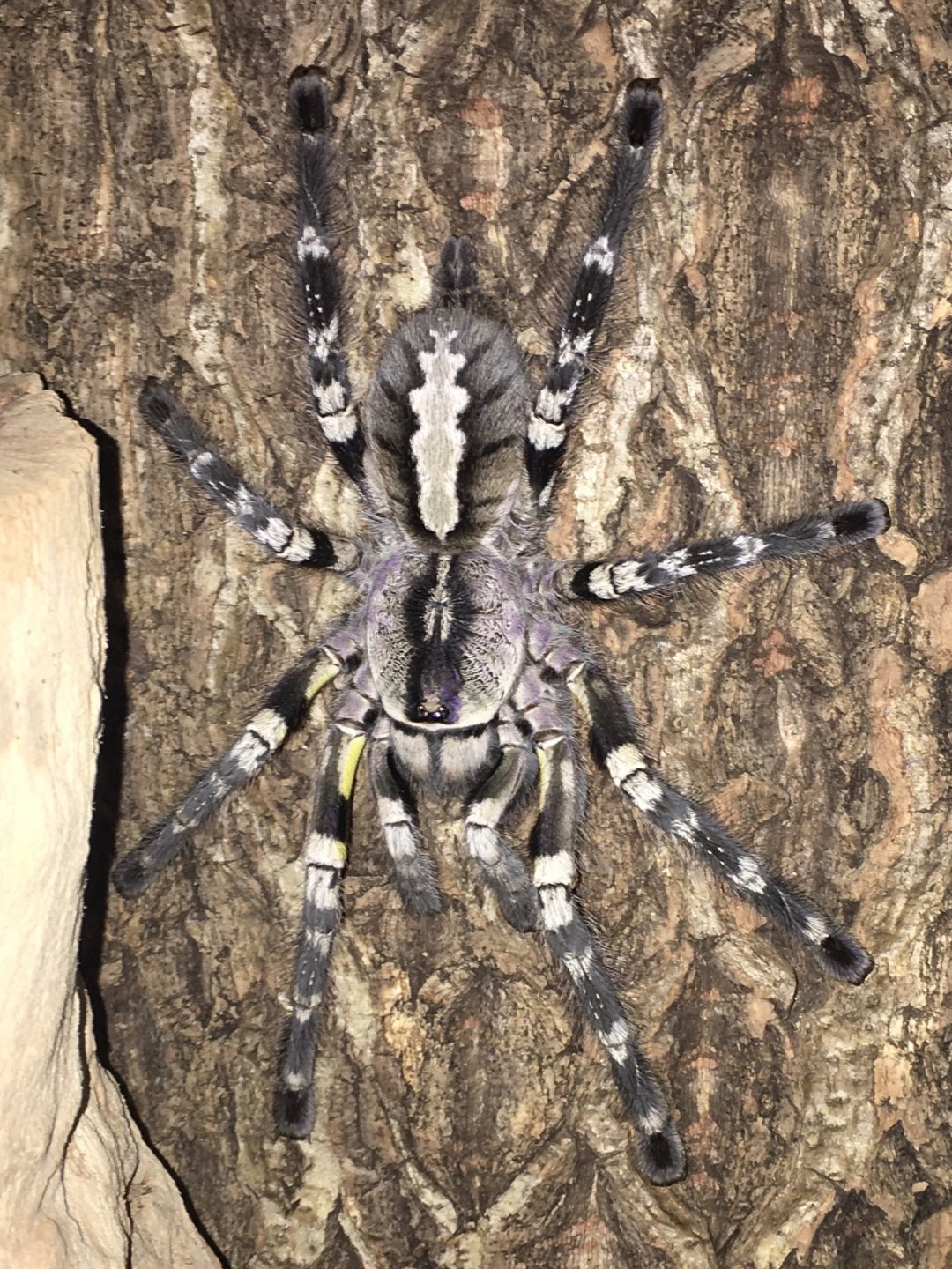 P. regalis