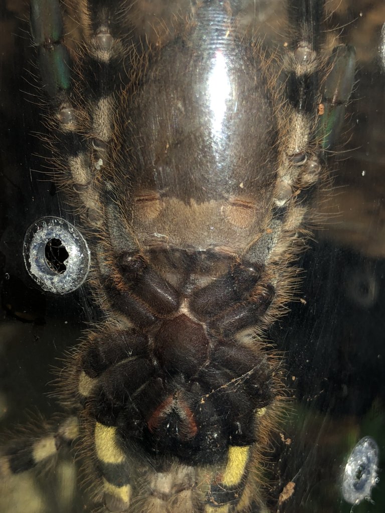 P. Regalis