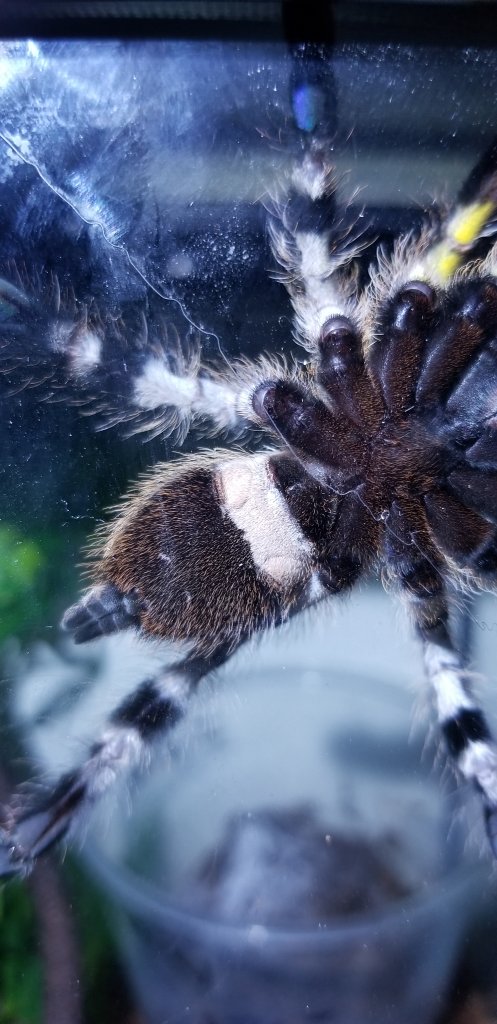 P. Regalis