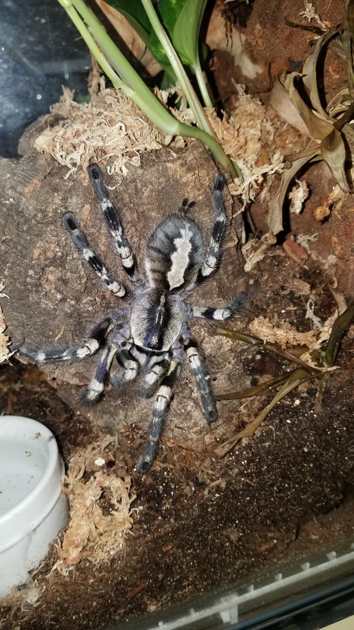 P. regalis