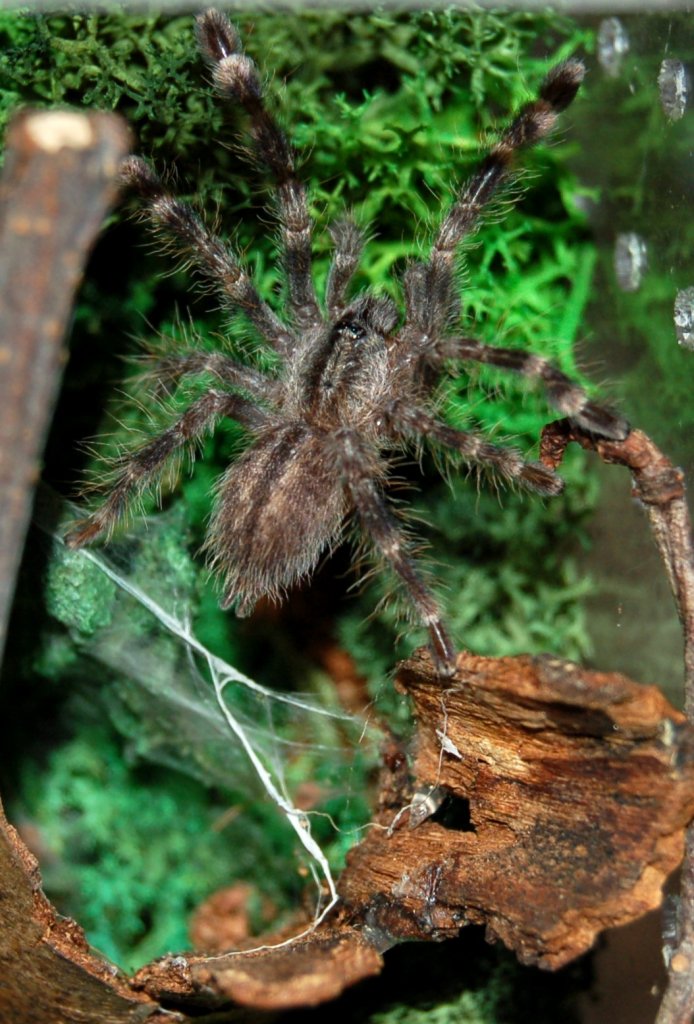 P. regalis