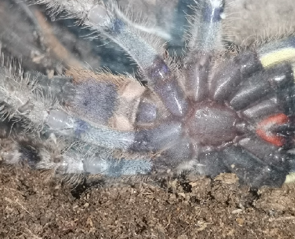 P.Regalis