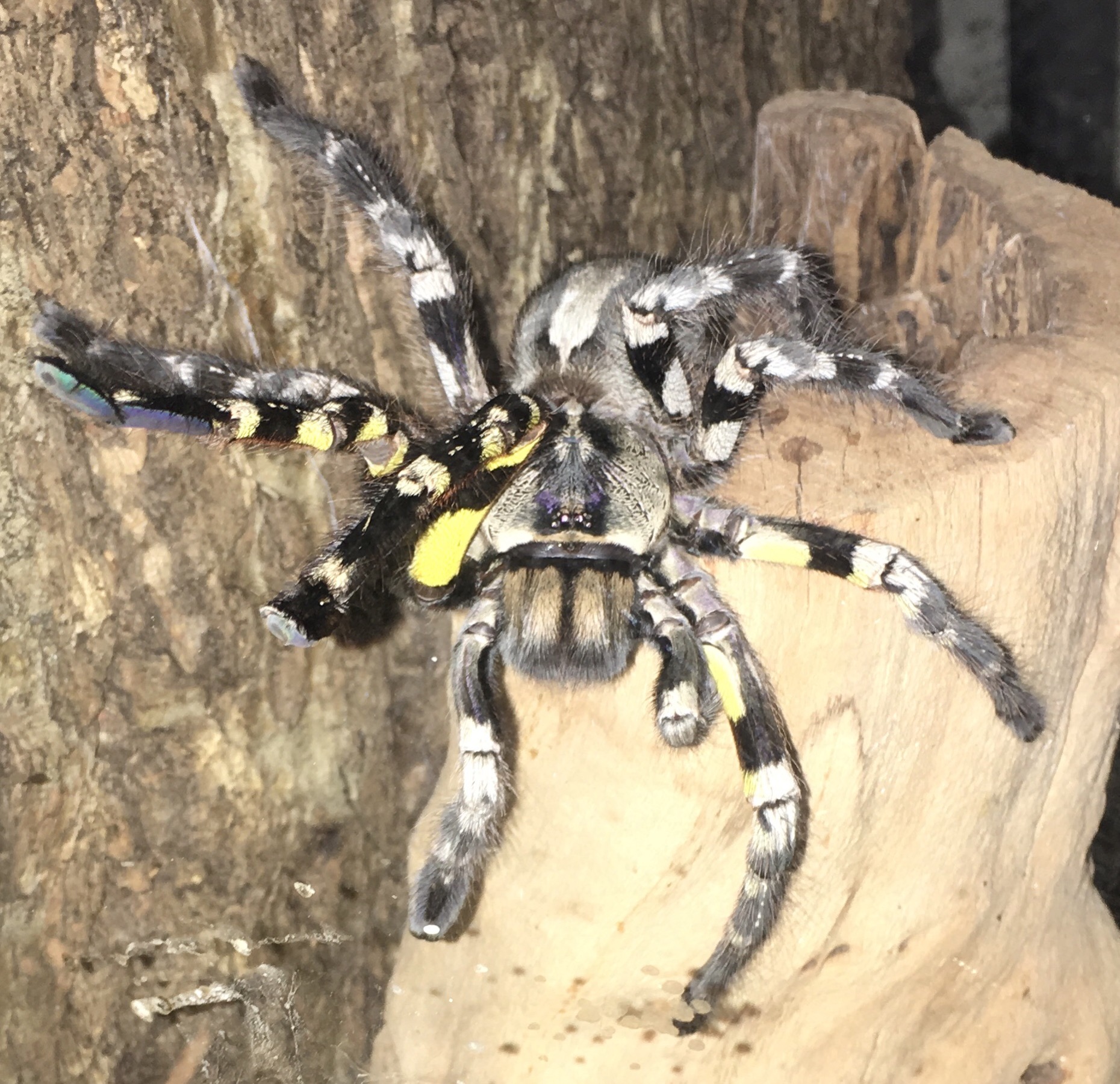 P. regalis