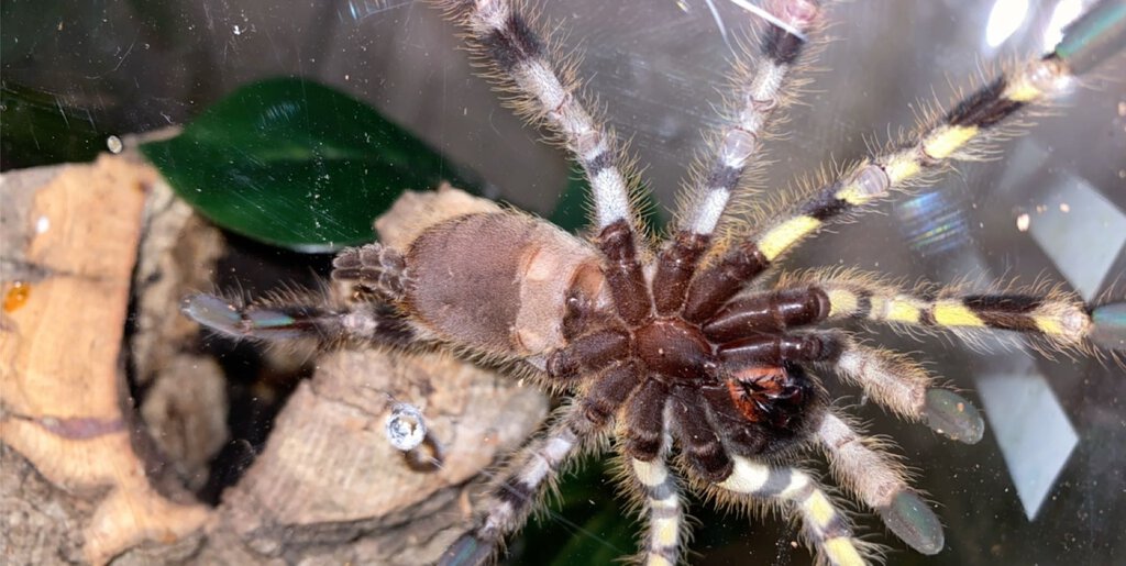 P. Regalis