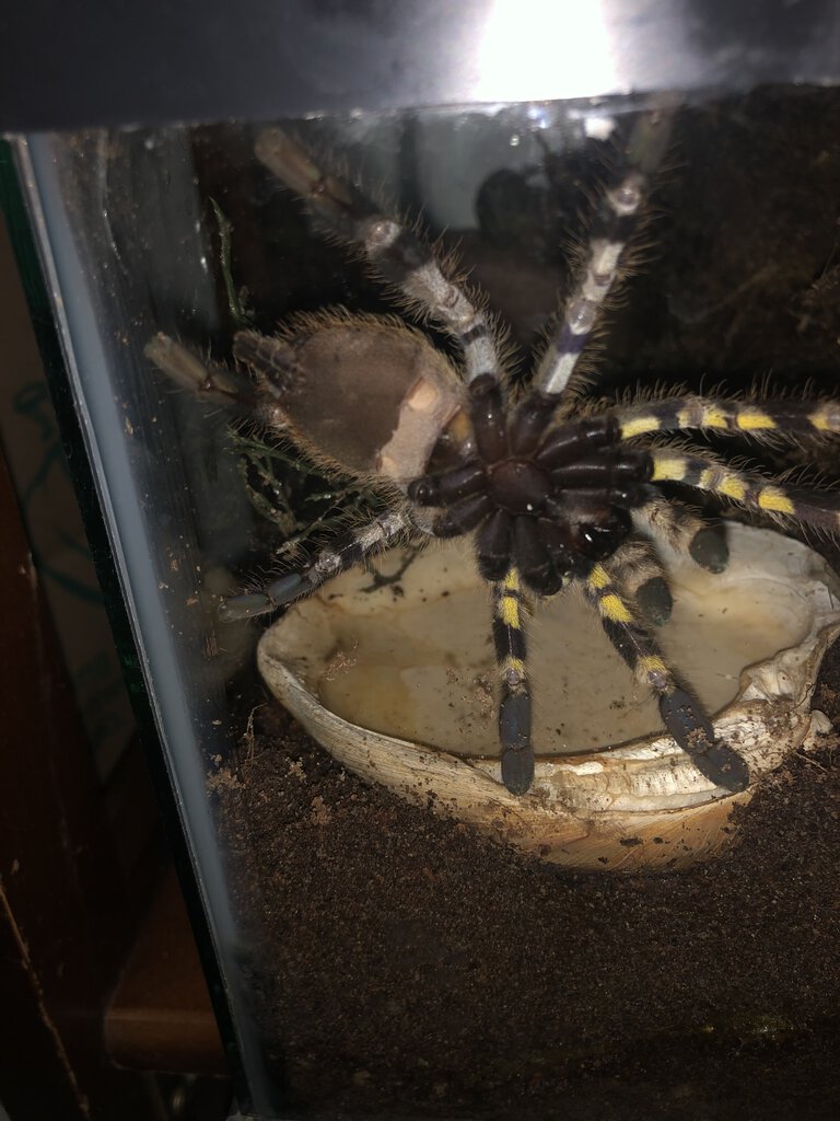 P. Regalis?