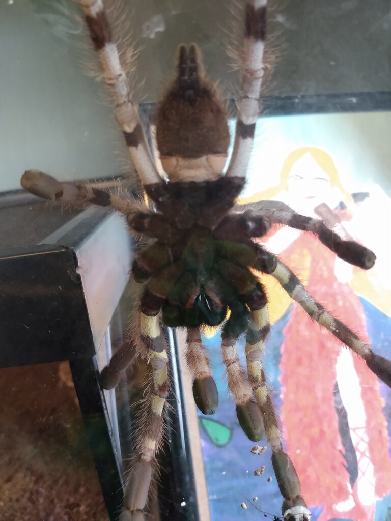 P. regalis