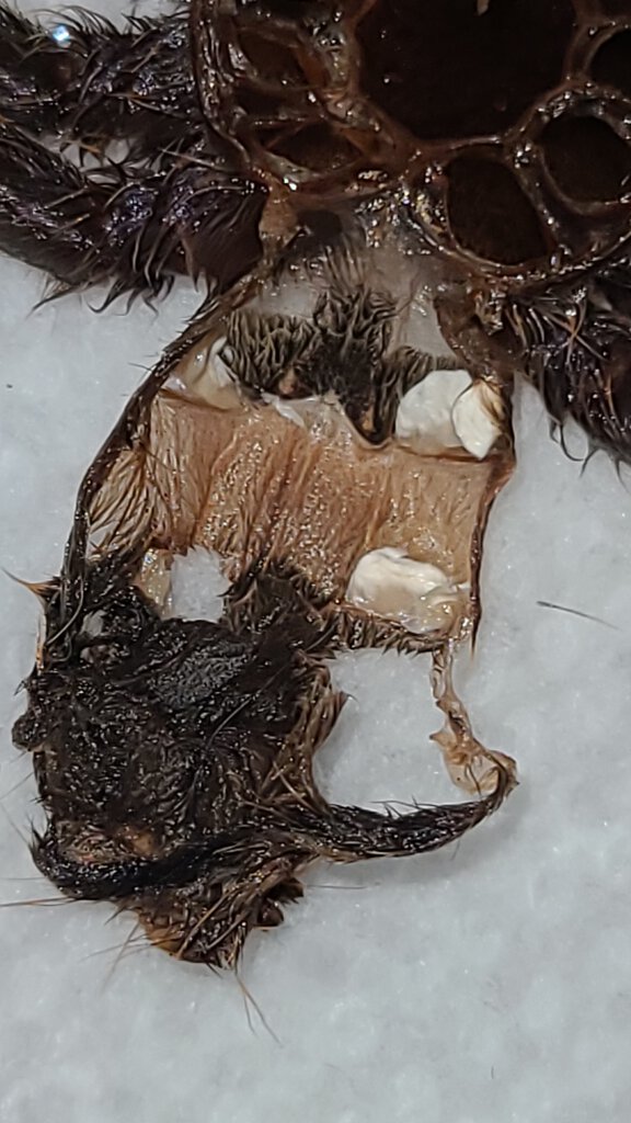 P regalis