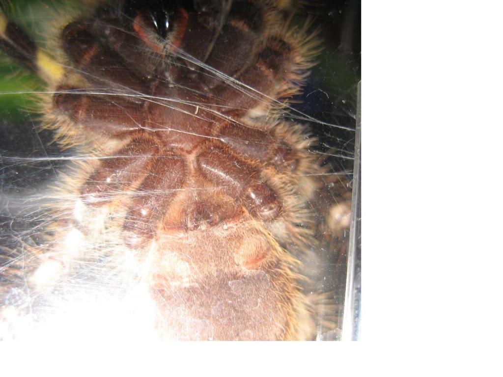 P. Regalis