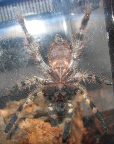 P. regalis